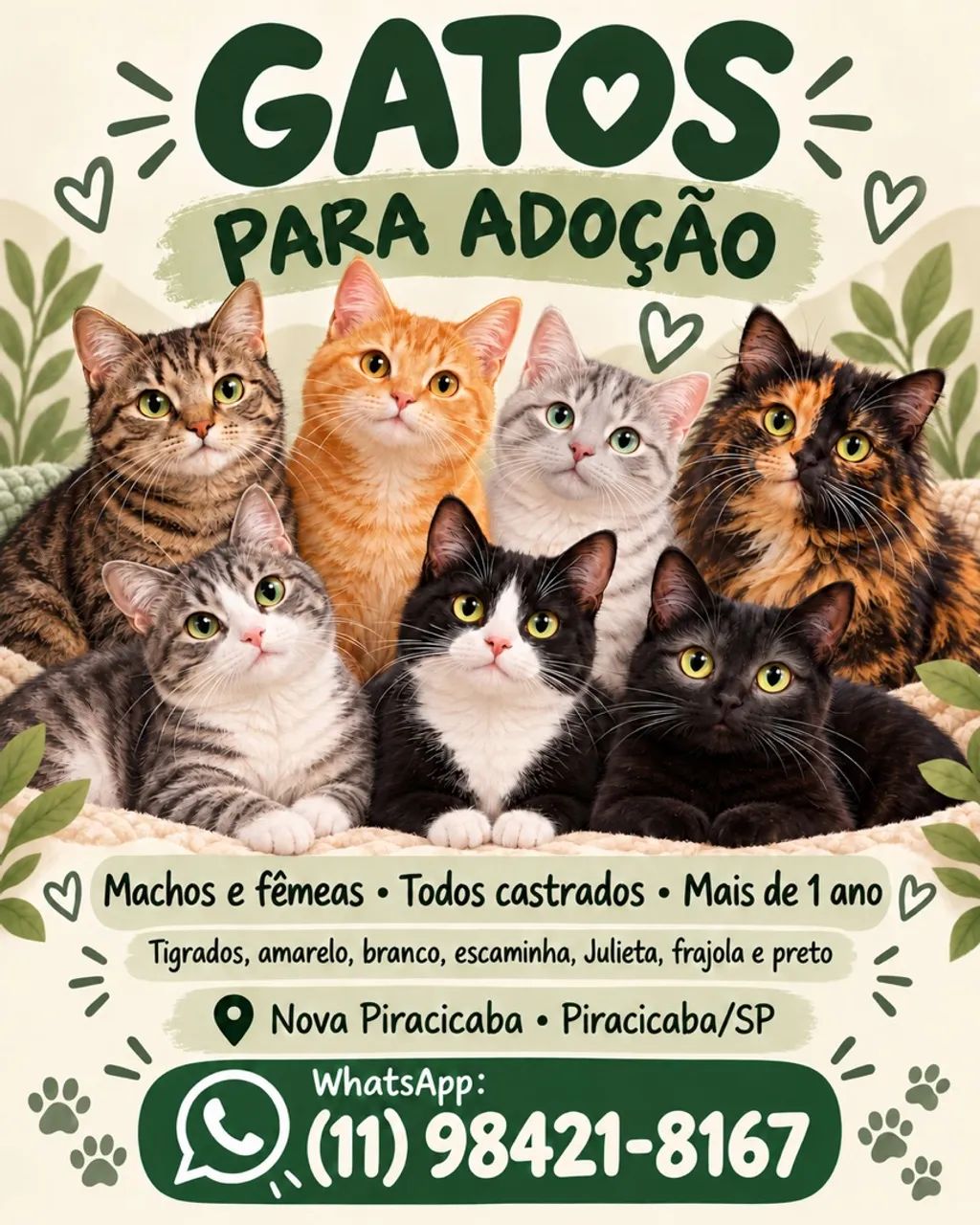 Doação de gatos