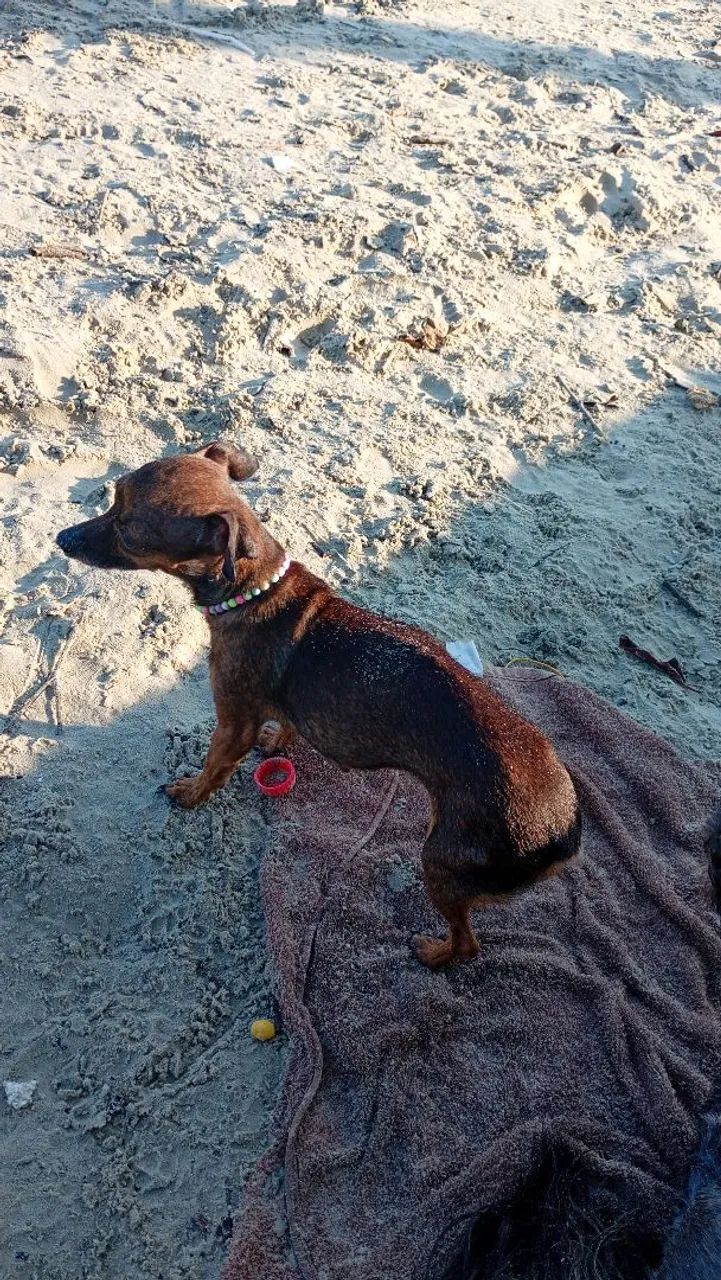 CACHORRINHA MEL  - Foto 2