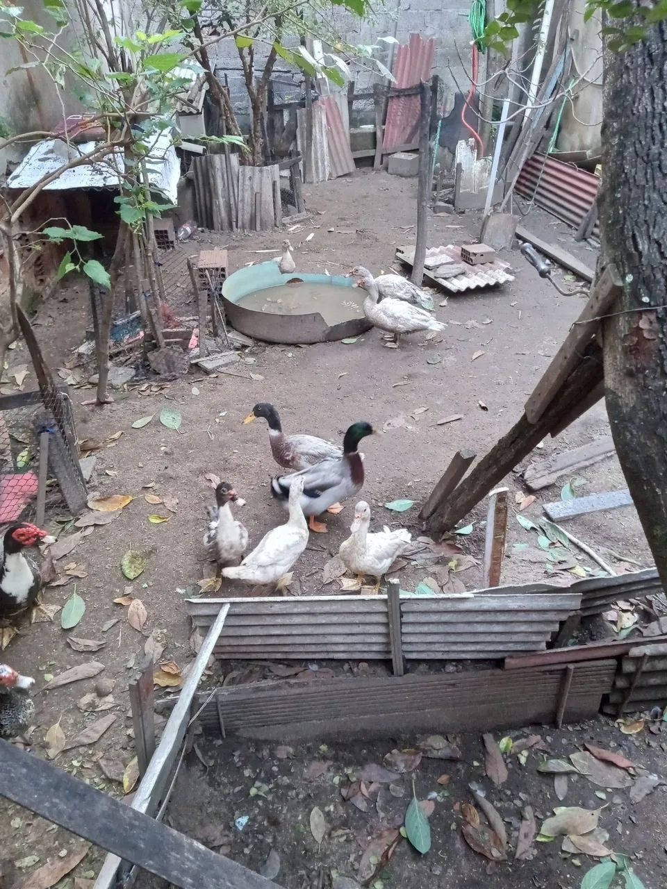 Vende-se pato macho 180 cada  e marrecos original por apenas 80 reais  cada - Foto 2