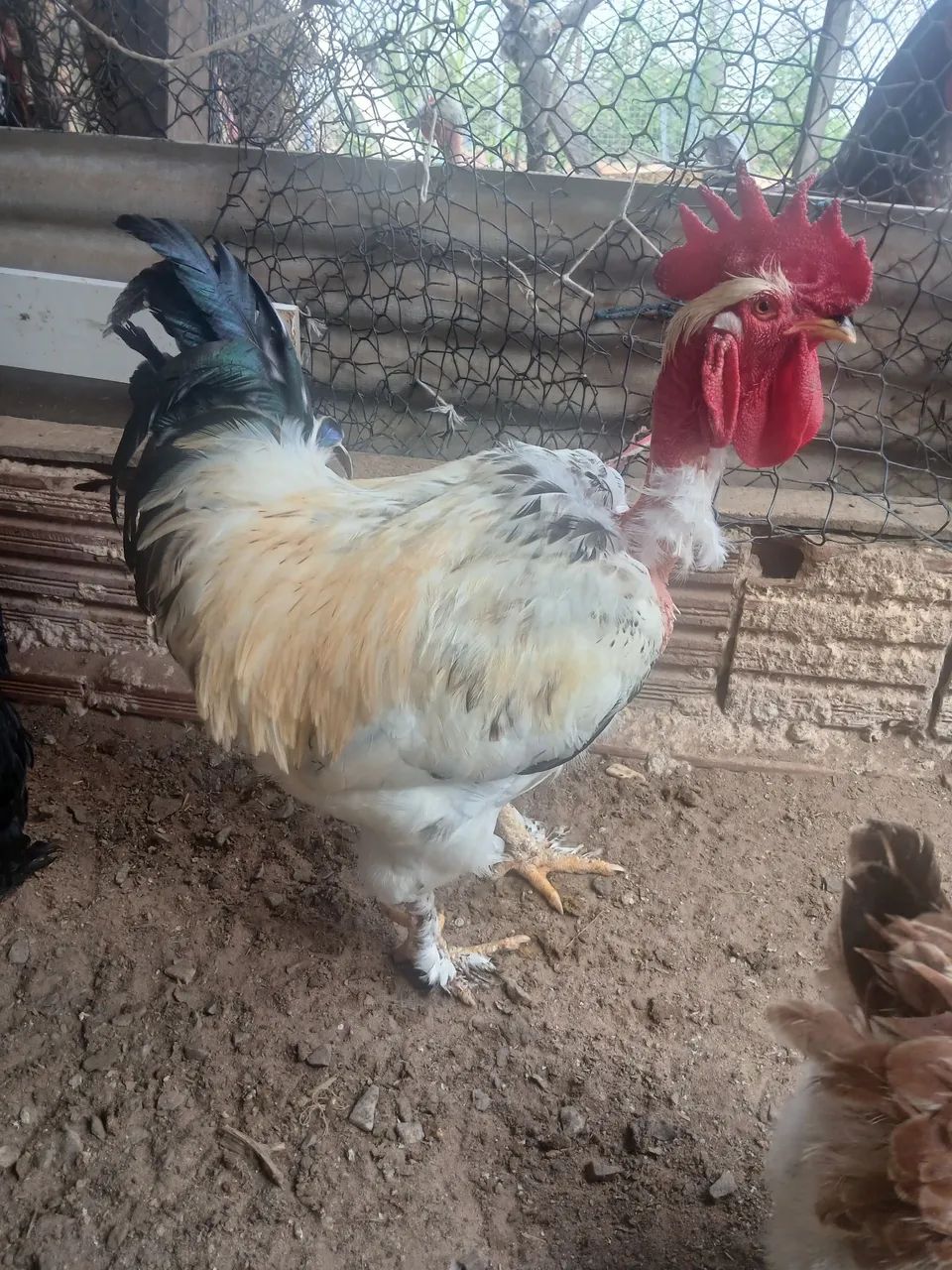 Galo