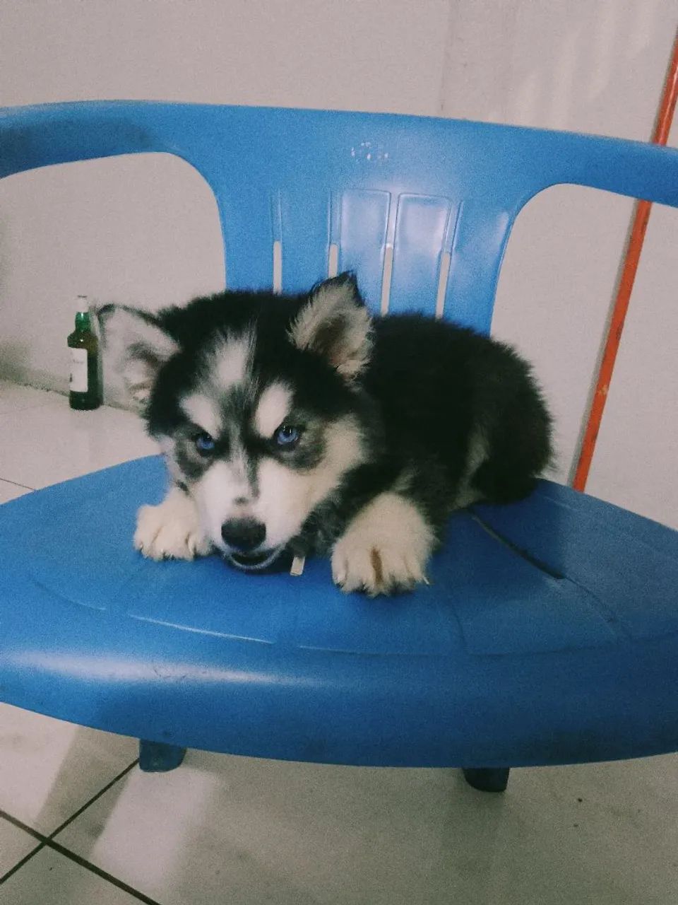 Husky siberiano - Foto 3