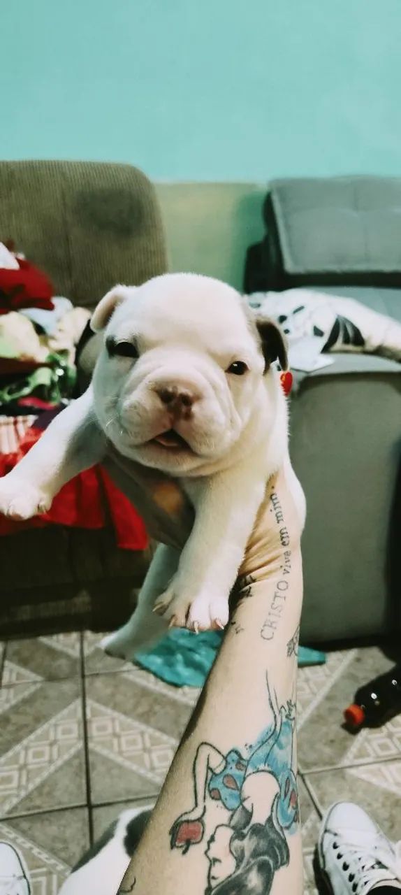 Filhote de American Bully  - Foto 2