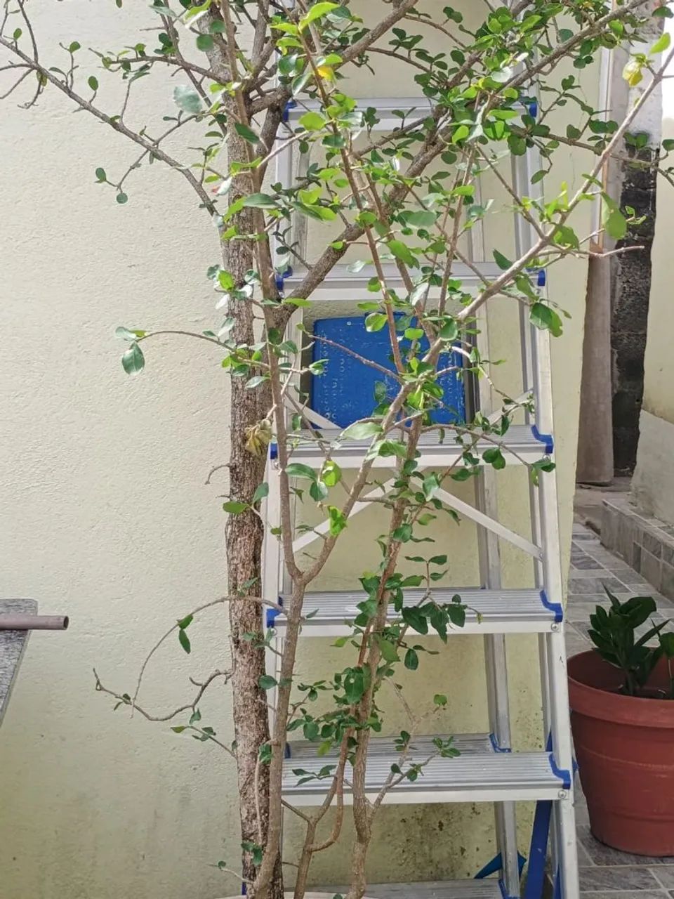 Pé de jabuticaba e de acerola - Foto 4