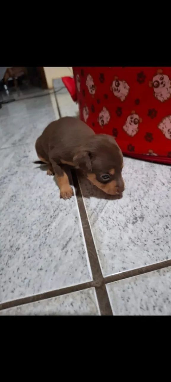 Pinscher chocolate  - Foto 3
