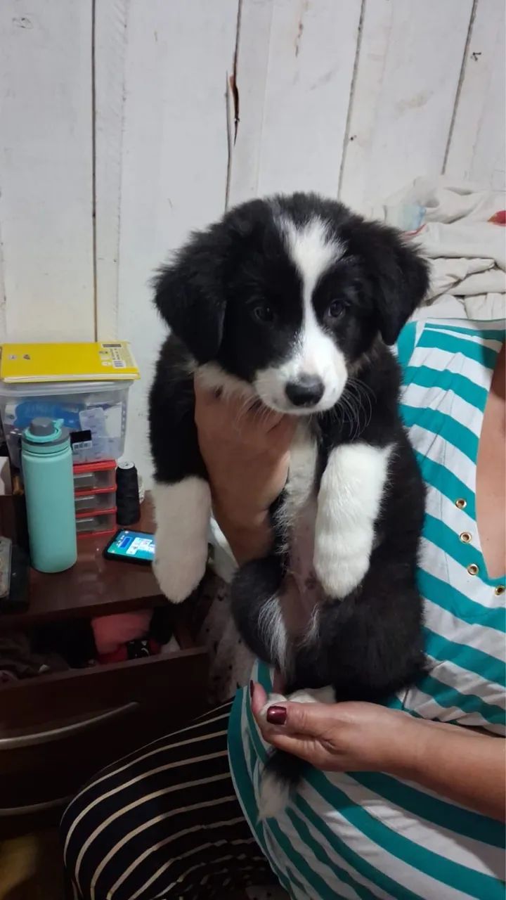 Border Collie - Foto 3