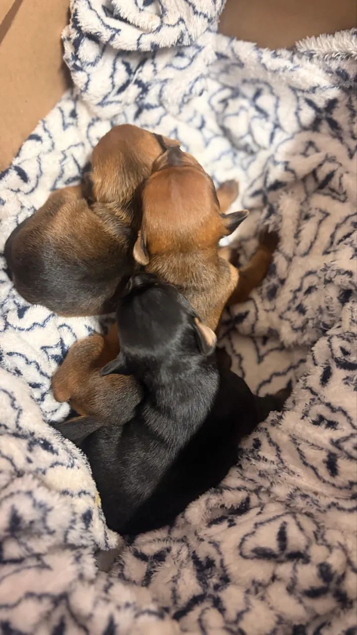 Pinscher 1  - Foto 3