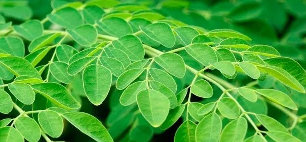 Muda e Sementes de Moringa - Foto 2