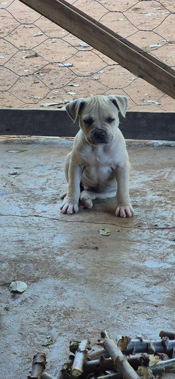 Cachorro - Foto 3