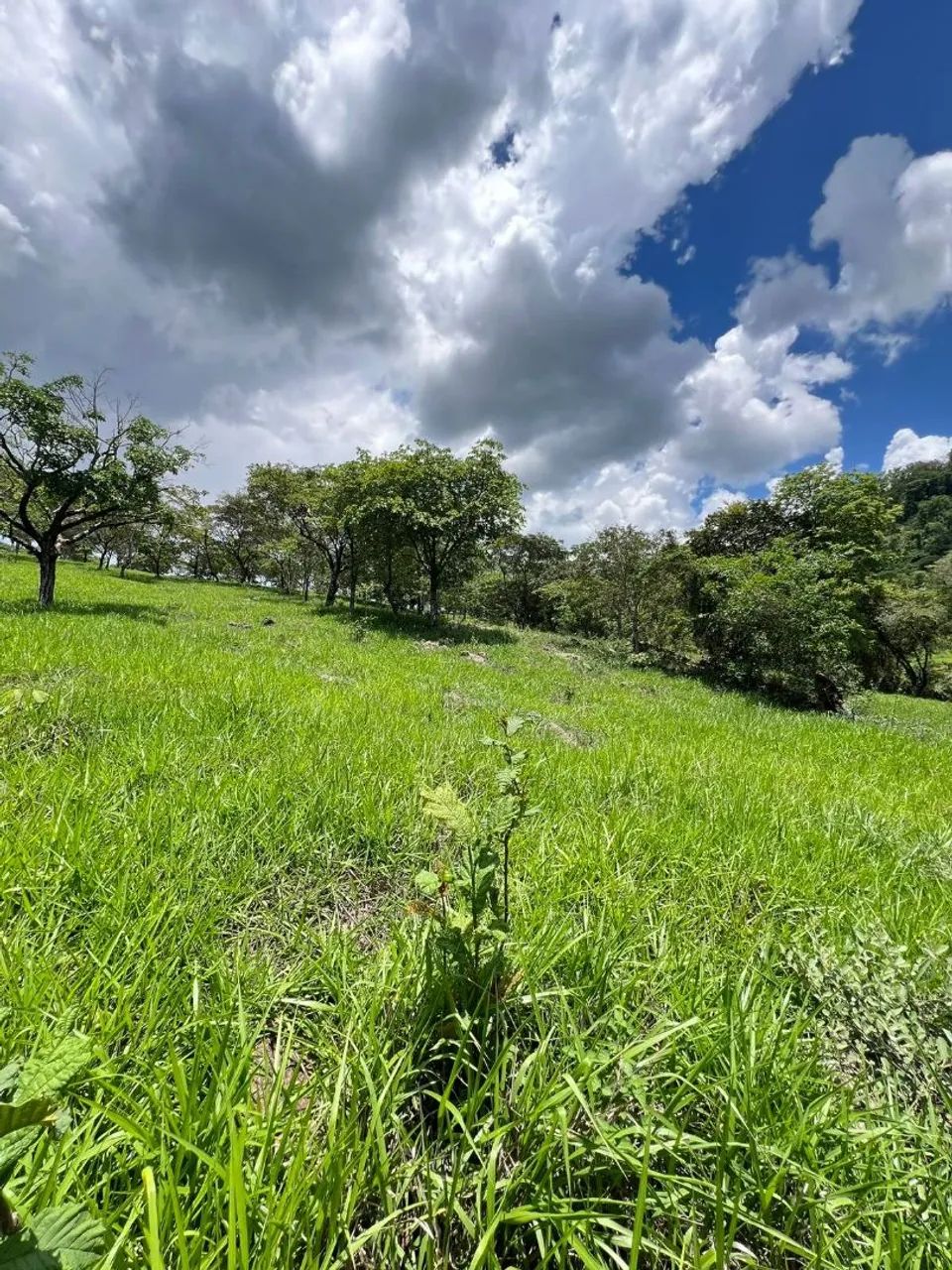 Fazendinhas em florestal  - Foto 4