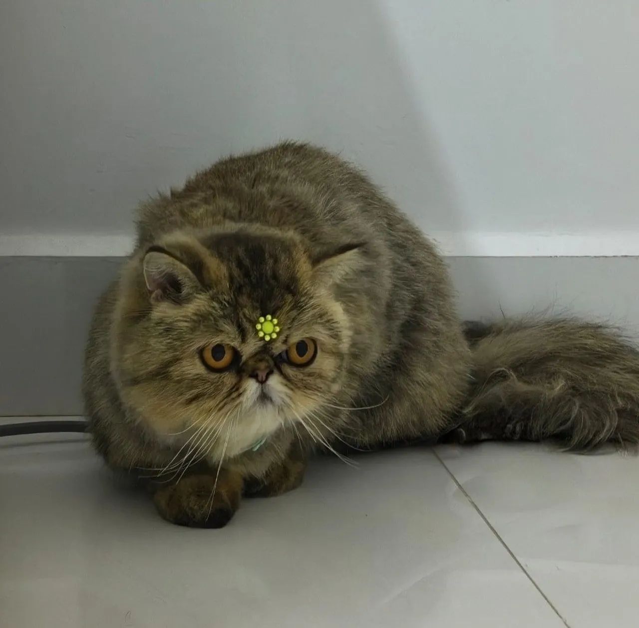 Procura gato persa para ter filhotes.  - Foto 5