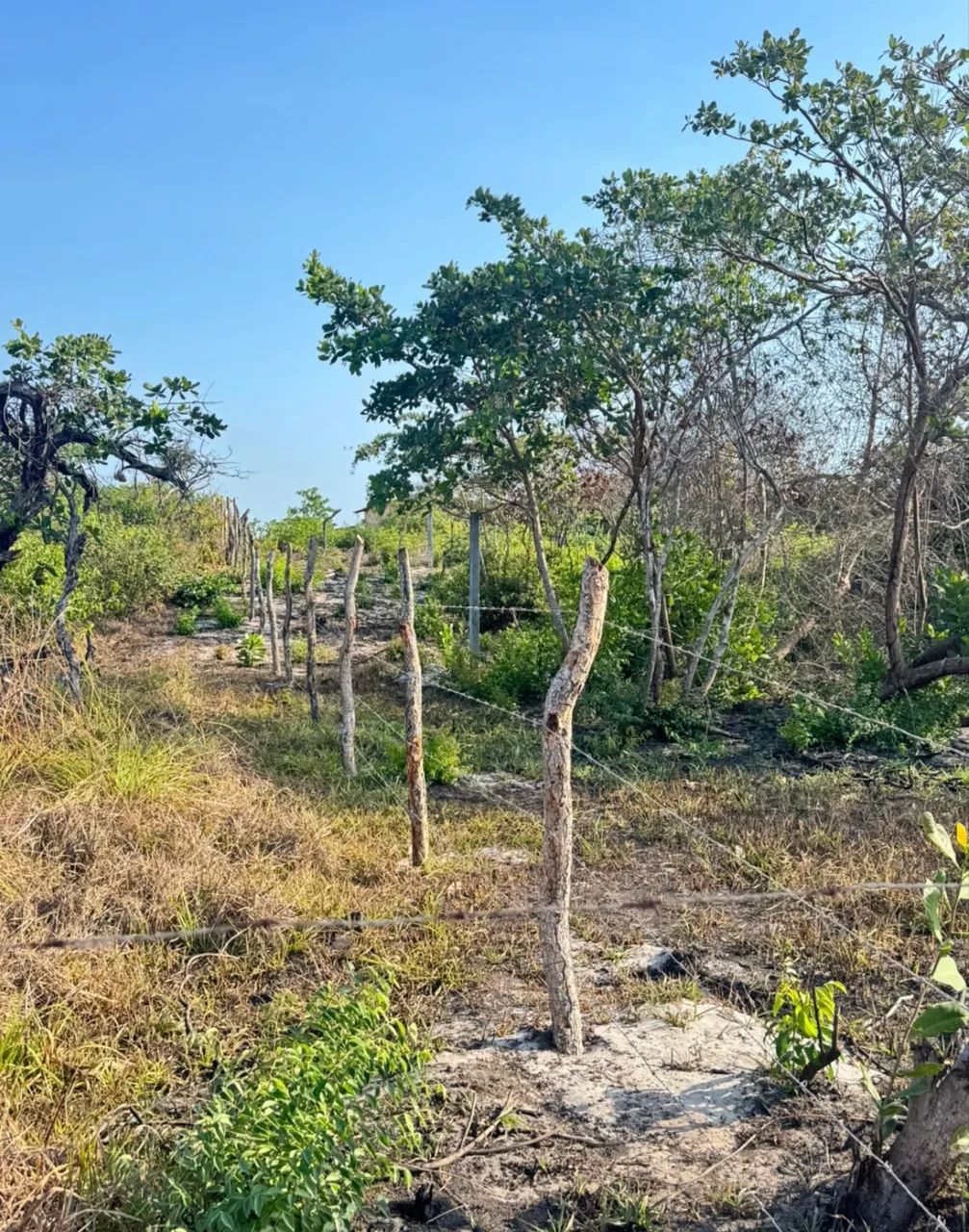 TERRENO À VENDA EM BARREIRINHAS - Foto 3