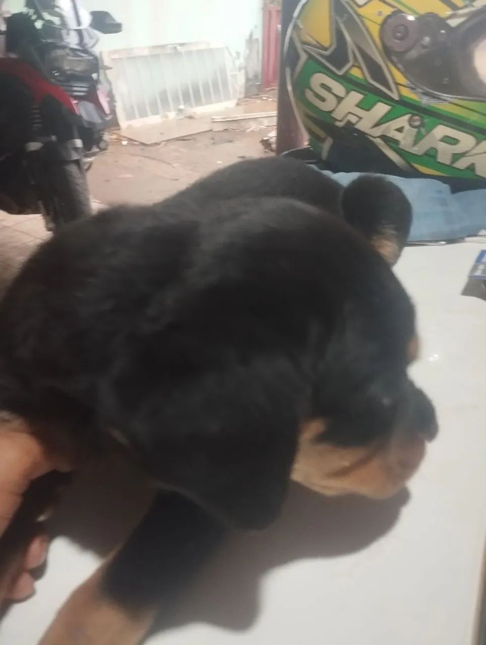 Filhotes de rottweiler  - Foto 2
