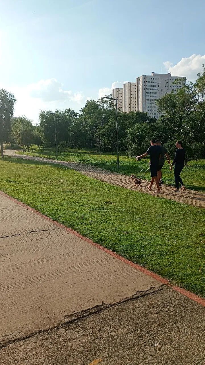Passeios para cães  - Foto 2