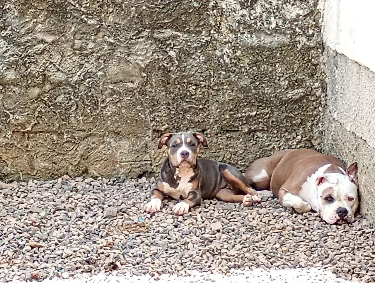 Filhotes Américan Bully  - Foto 6