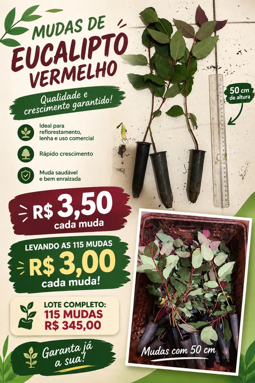 Eucalipto Vermelho - Foto 3