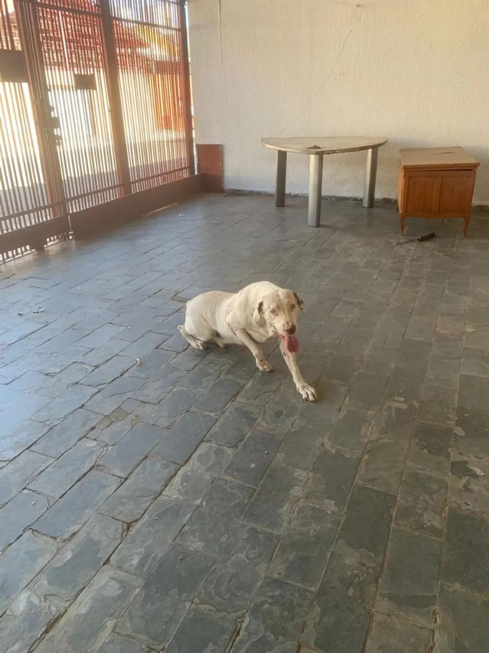 Doação responsável dalmata