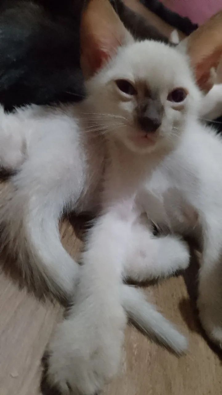 Doação de gato  - Foto 3
