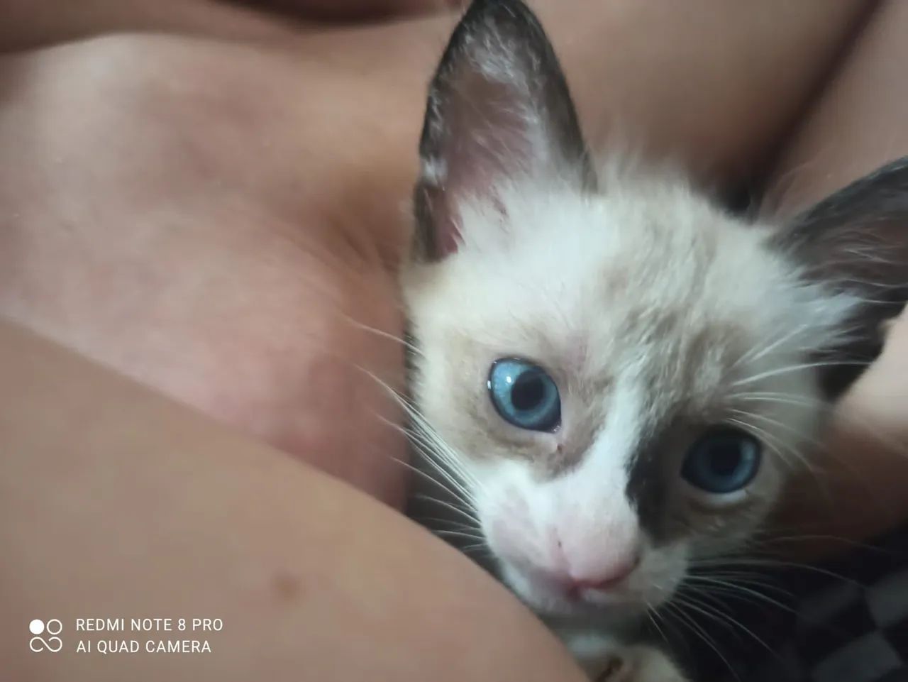 Gatinhas pra adoção  - Foto 3