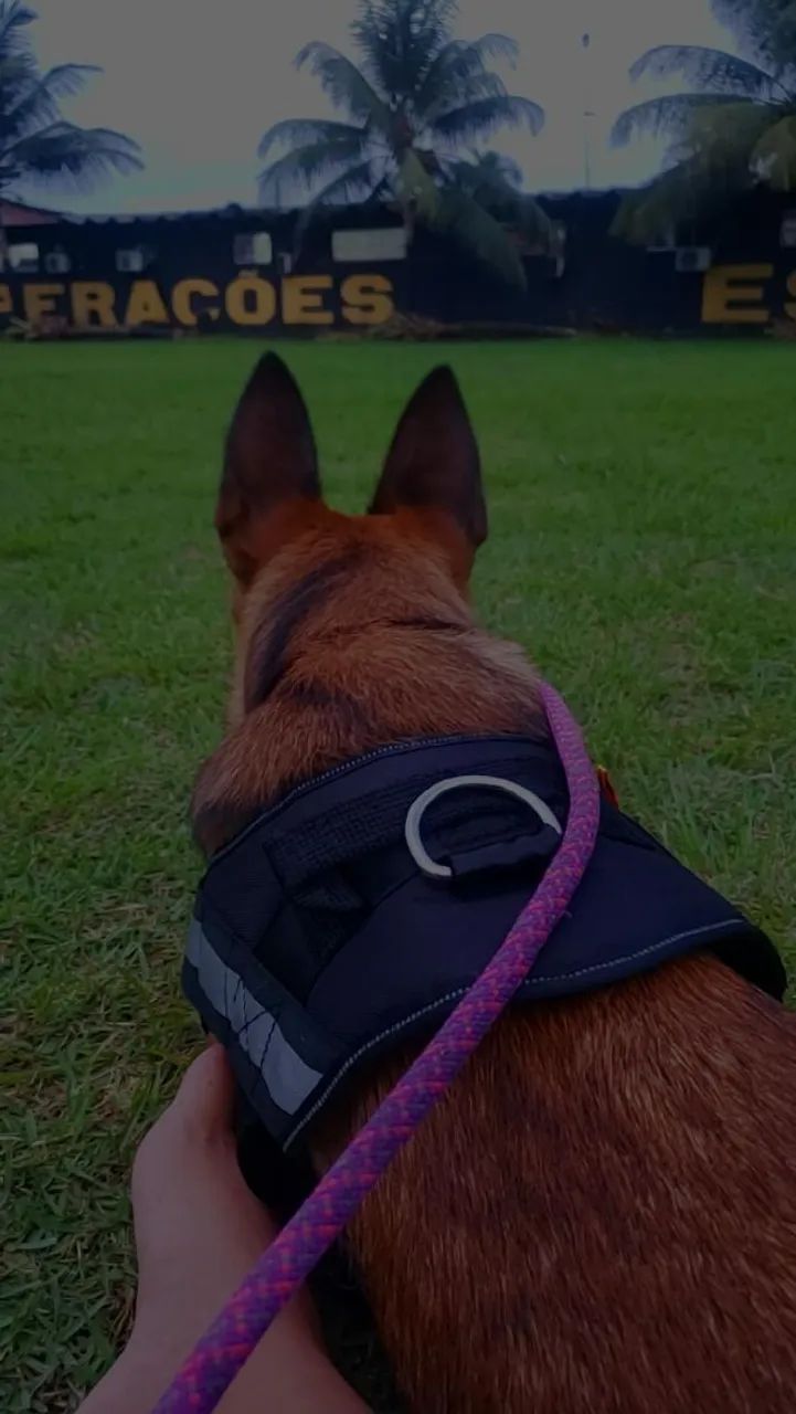 Cães de guarda  - Foto 4