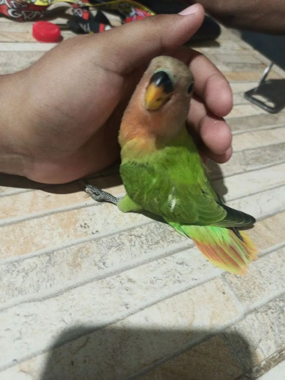 Comedouro - Foto 4