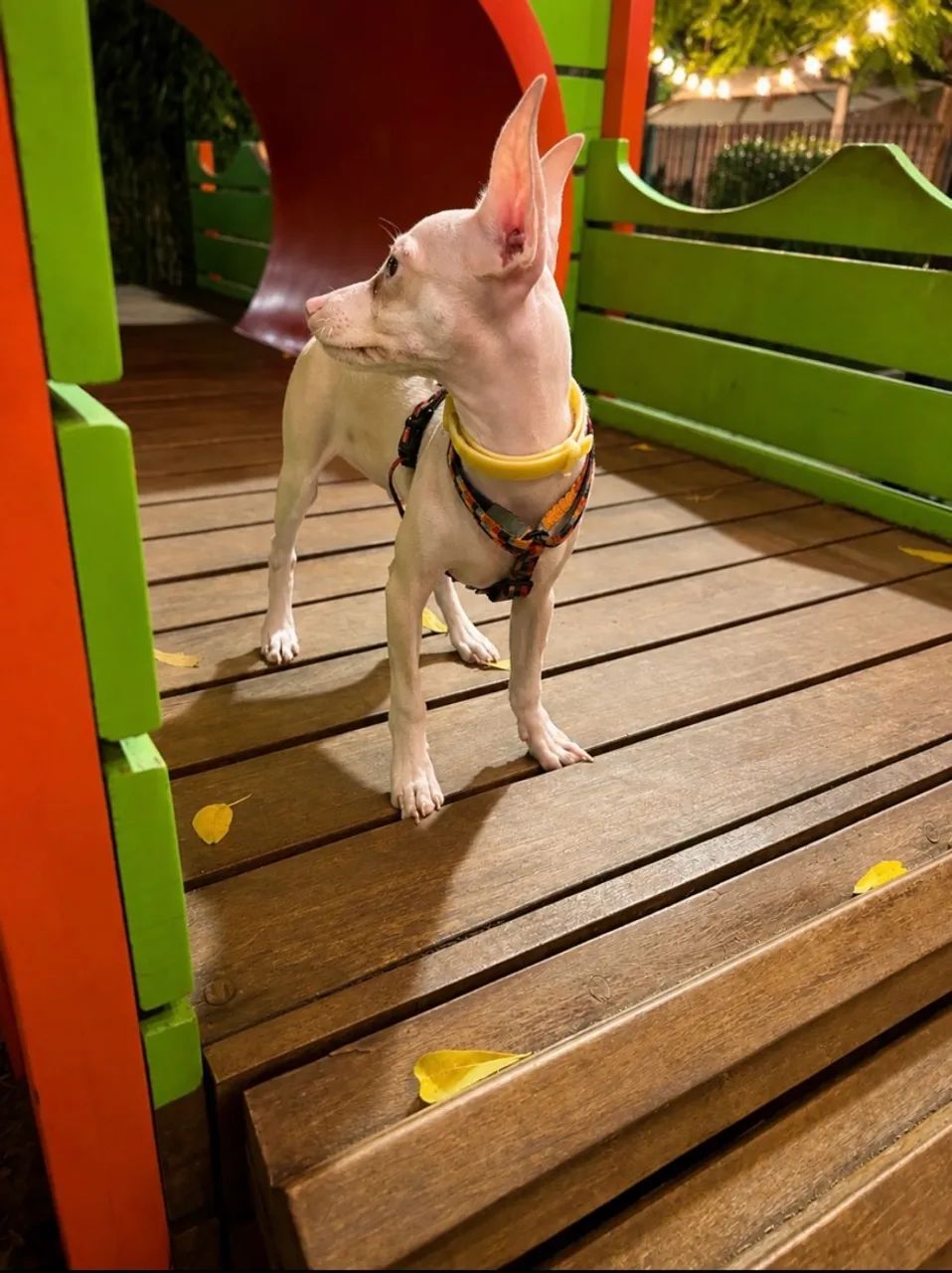 Pinscher Albino (Izabel) - Foto 3