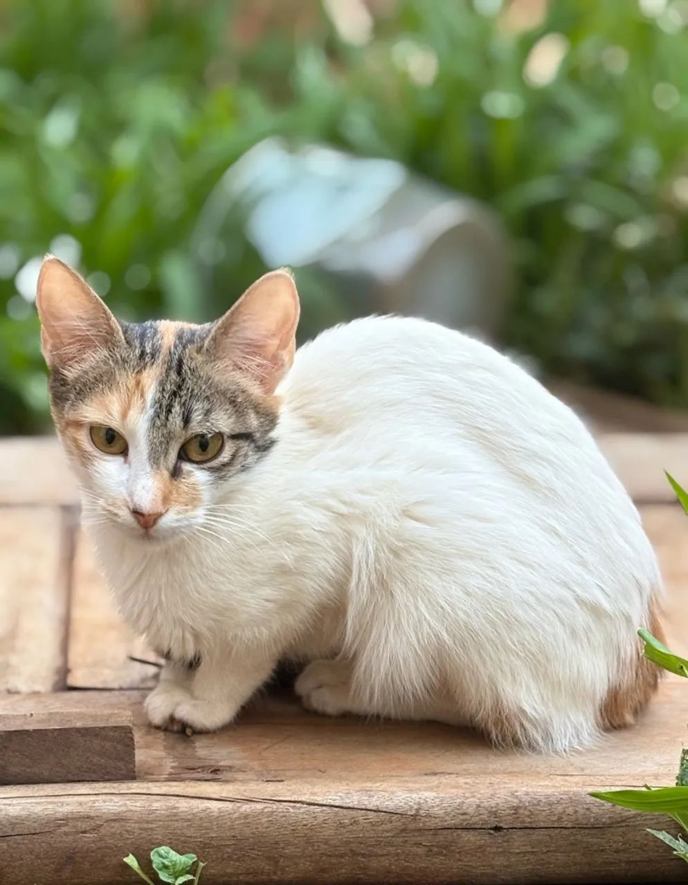 Doação de Gatos