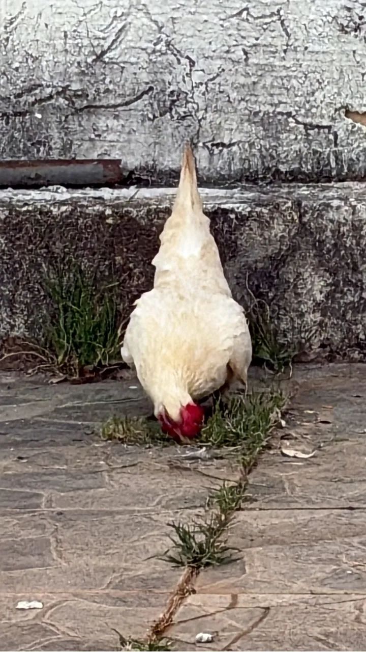 Galinha garnizé  - Foto 3