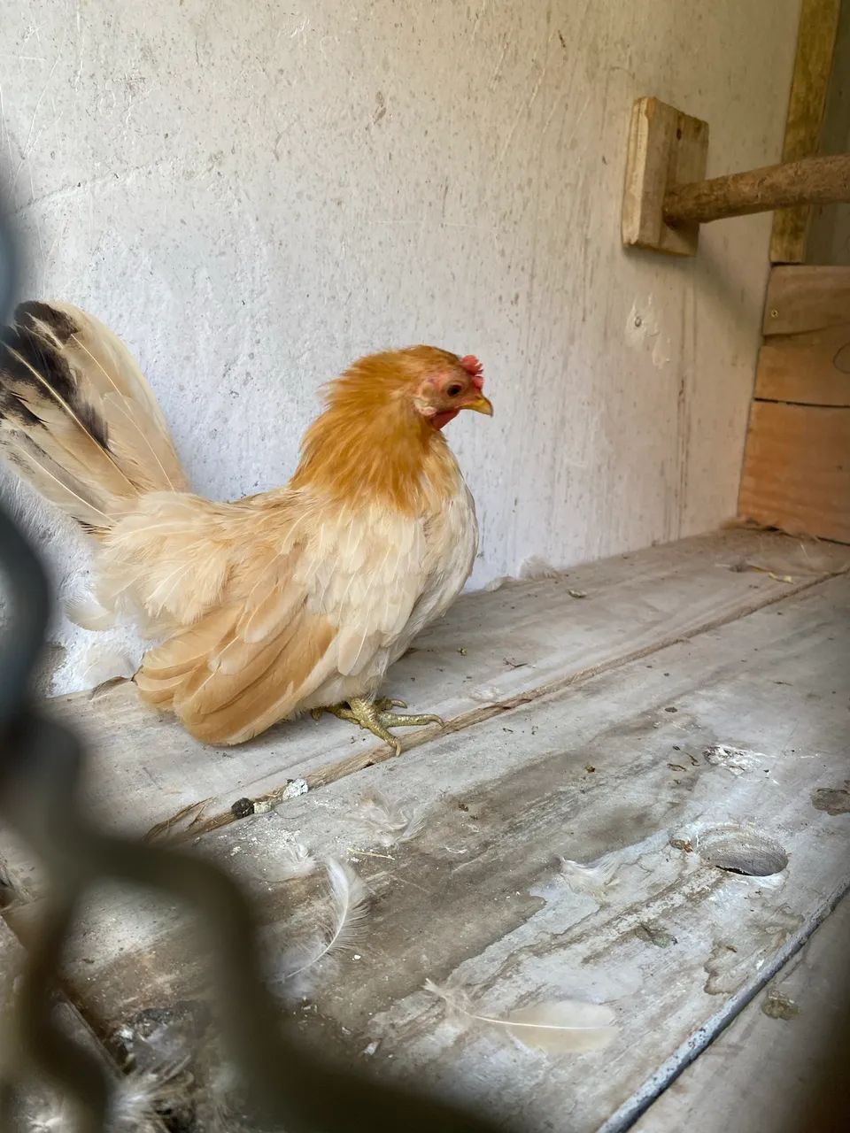 Galo e galinha  - Foto 4