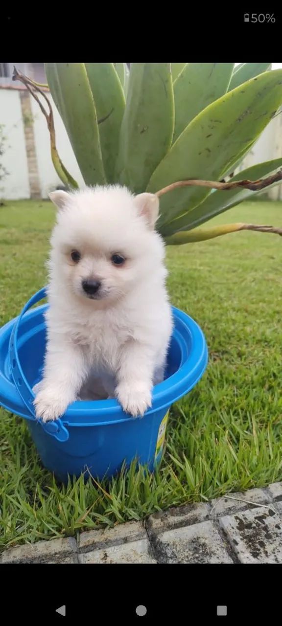 Cachorro  - Foto 3