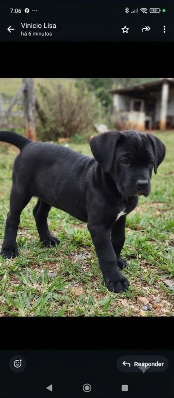Fêmea de cane corso  - Foto 2
