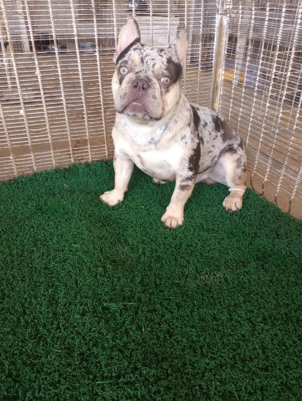 Buldogue francês 