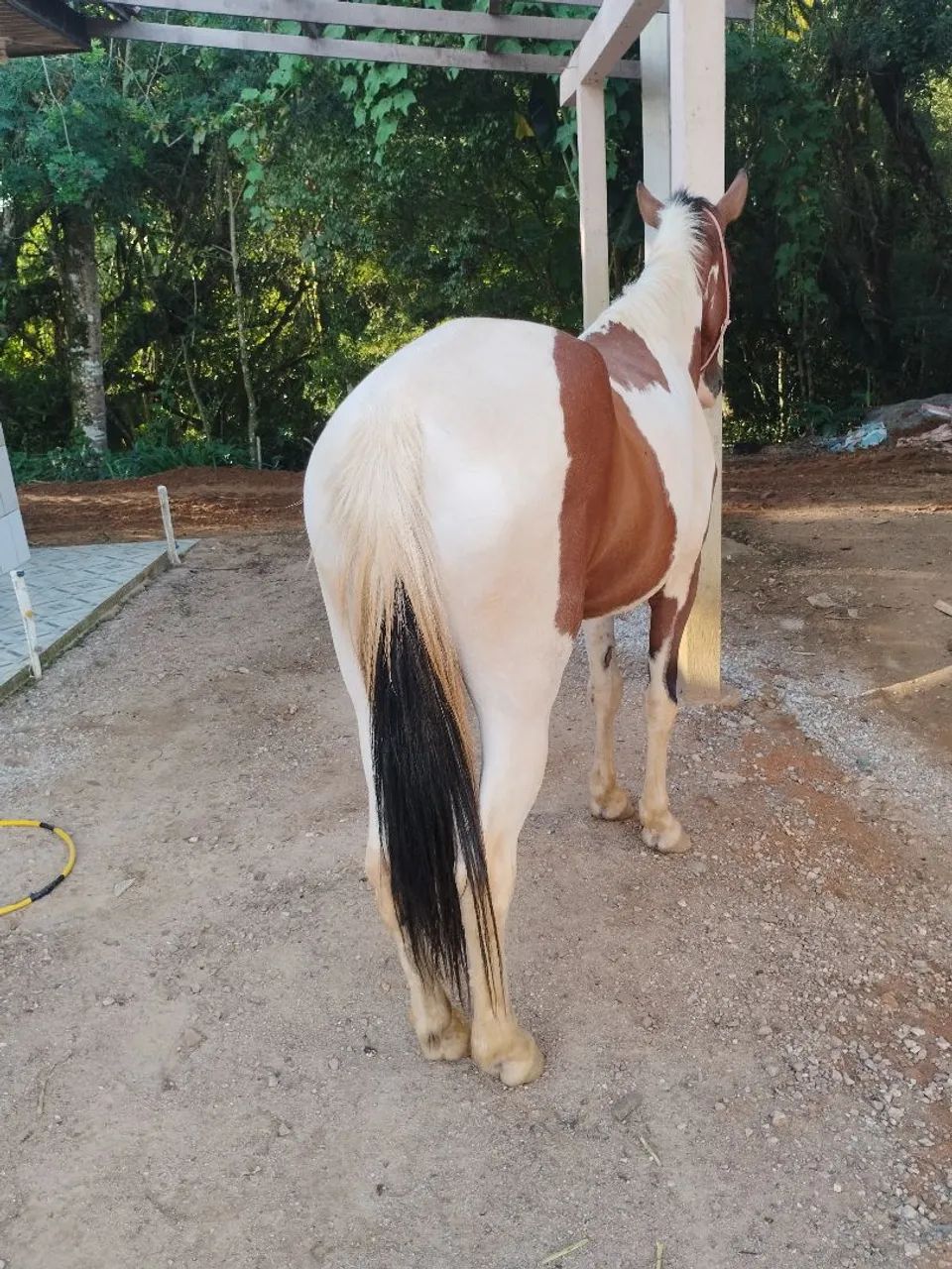 Potranca pampa super mansa e calma tem vídeos andando só com corda no pescoço. - Foto 2