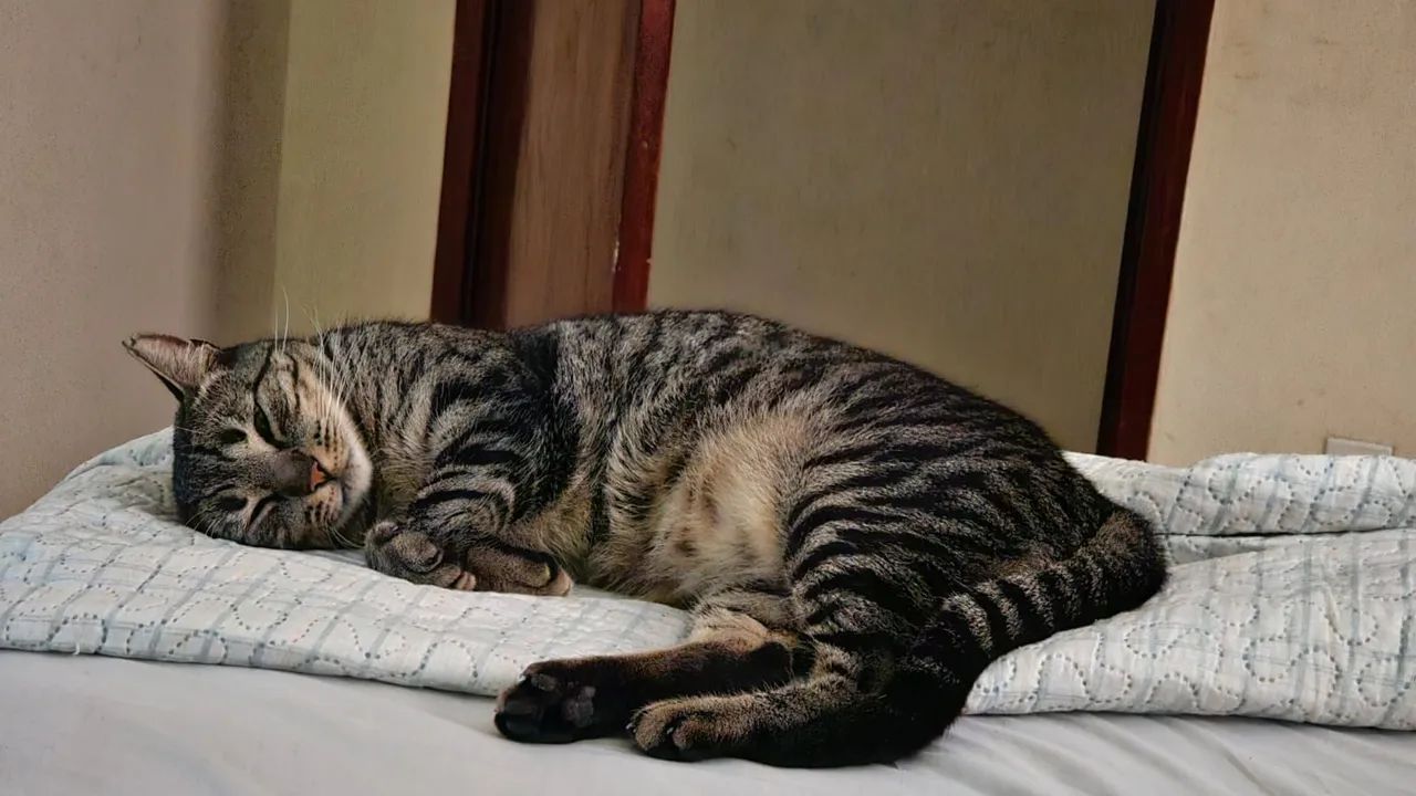 Adoção Responsável - Gato Macho - Foto 5