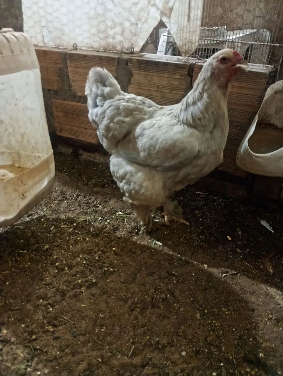 Pintinhos brahma 50 reais a unidade  - Foto 3