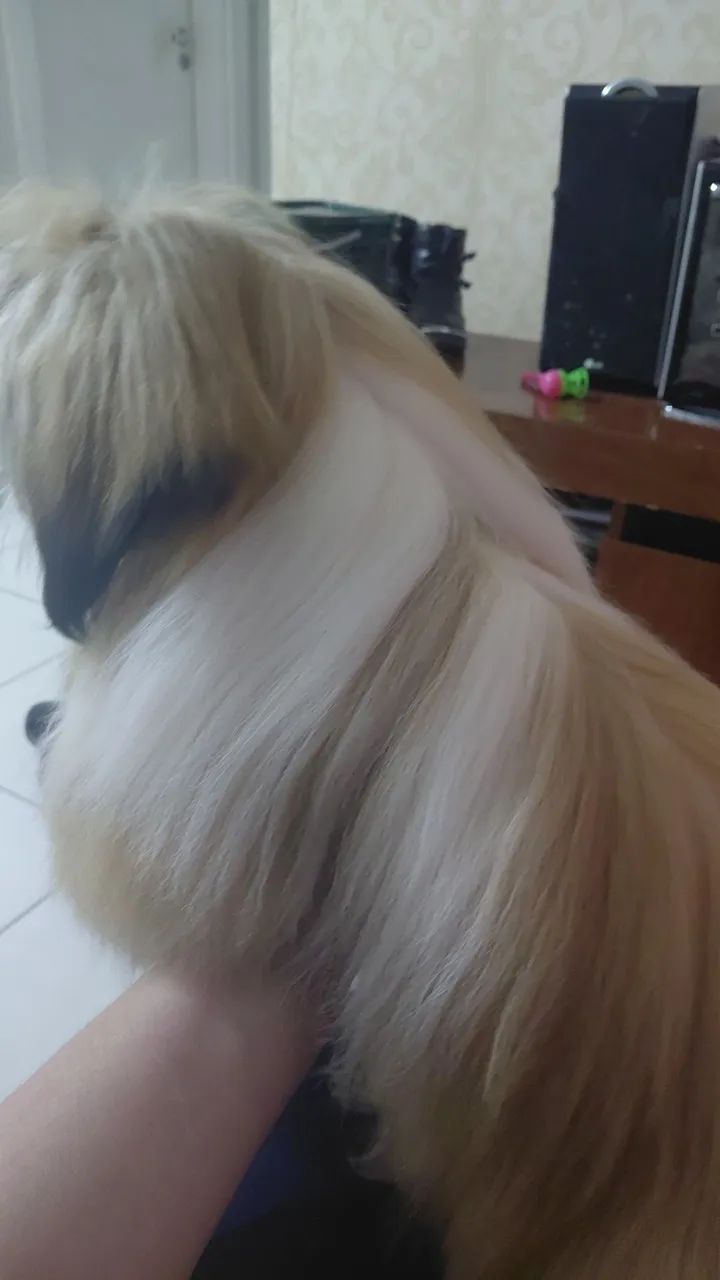Shih tzu pra cruzar  - Foto 2
