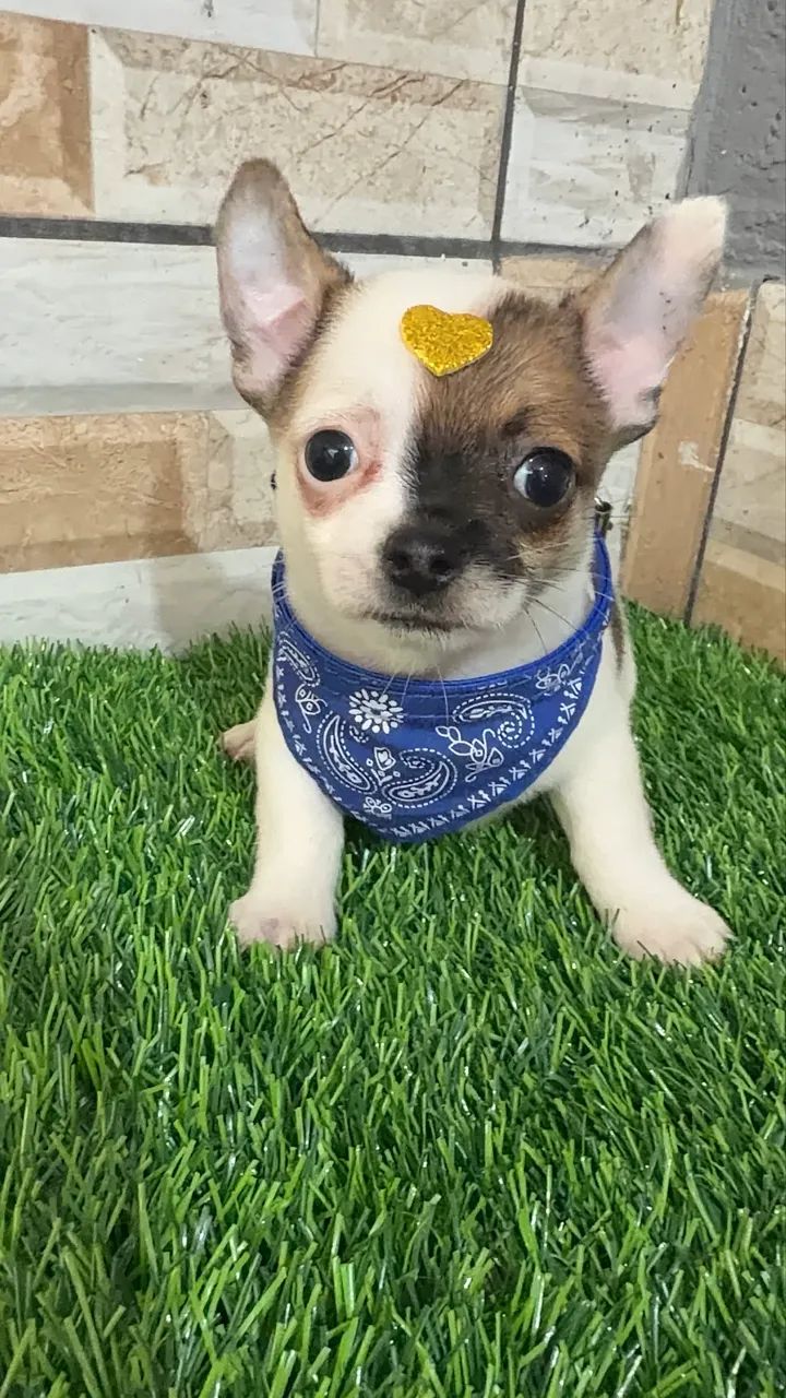 Chihuahua 