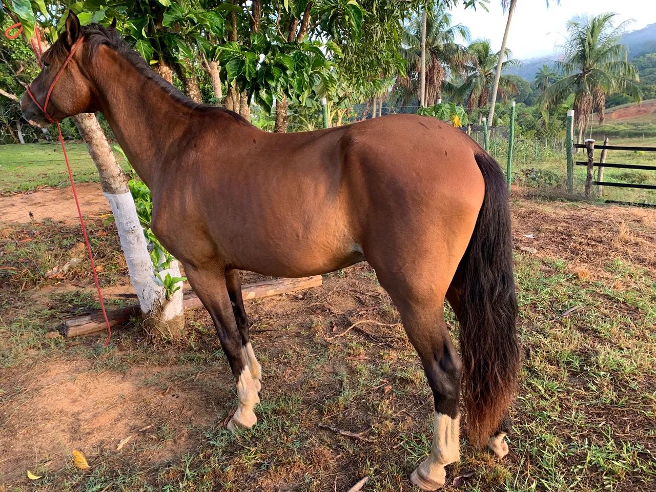 Mangalarga marchador  - Foto 4