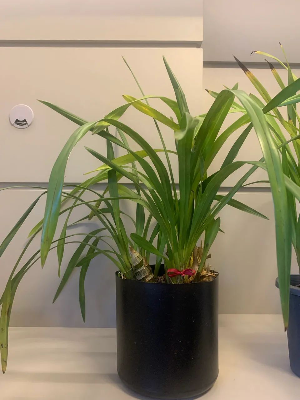 Orquídea cymbidium  - Foto 5