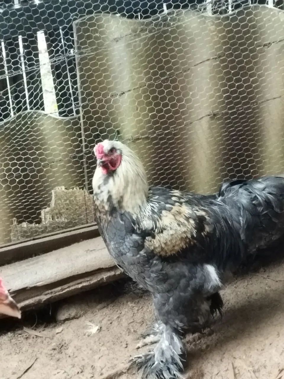 GALO BRAHMA  - Foto 4