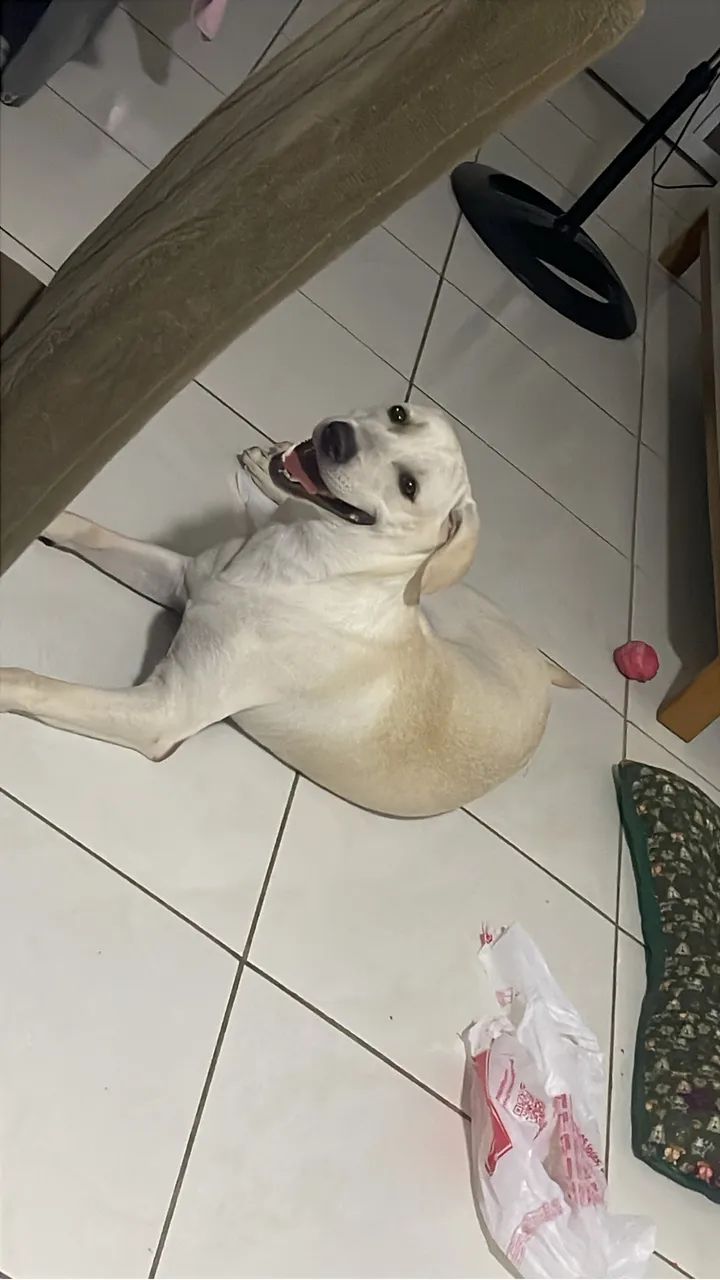 Doação