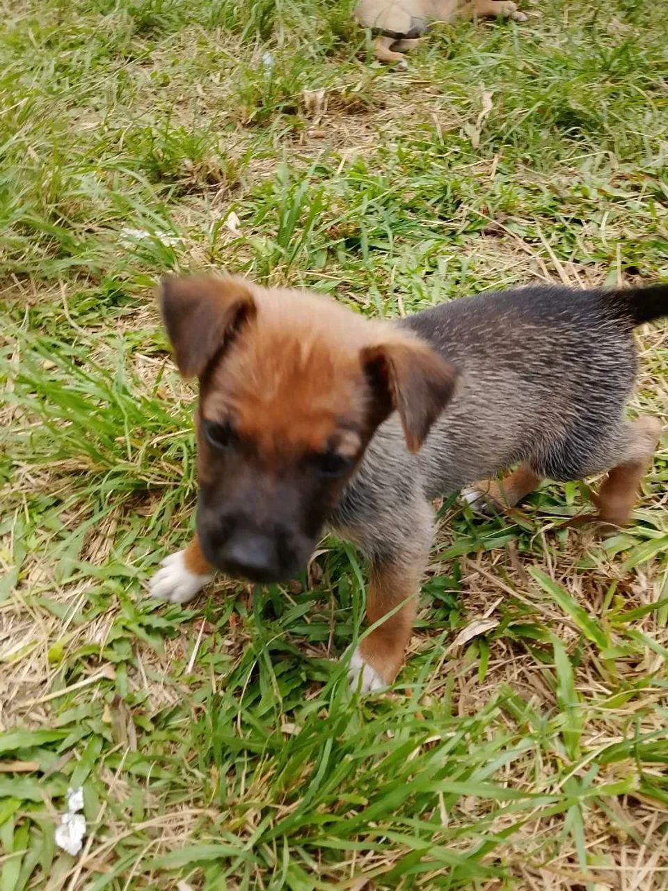 Pastor belga - Foto 3