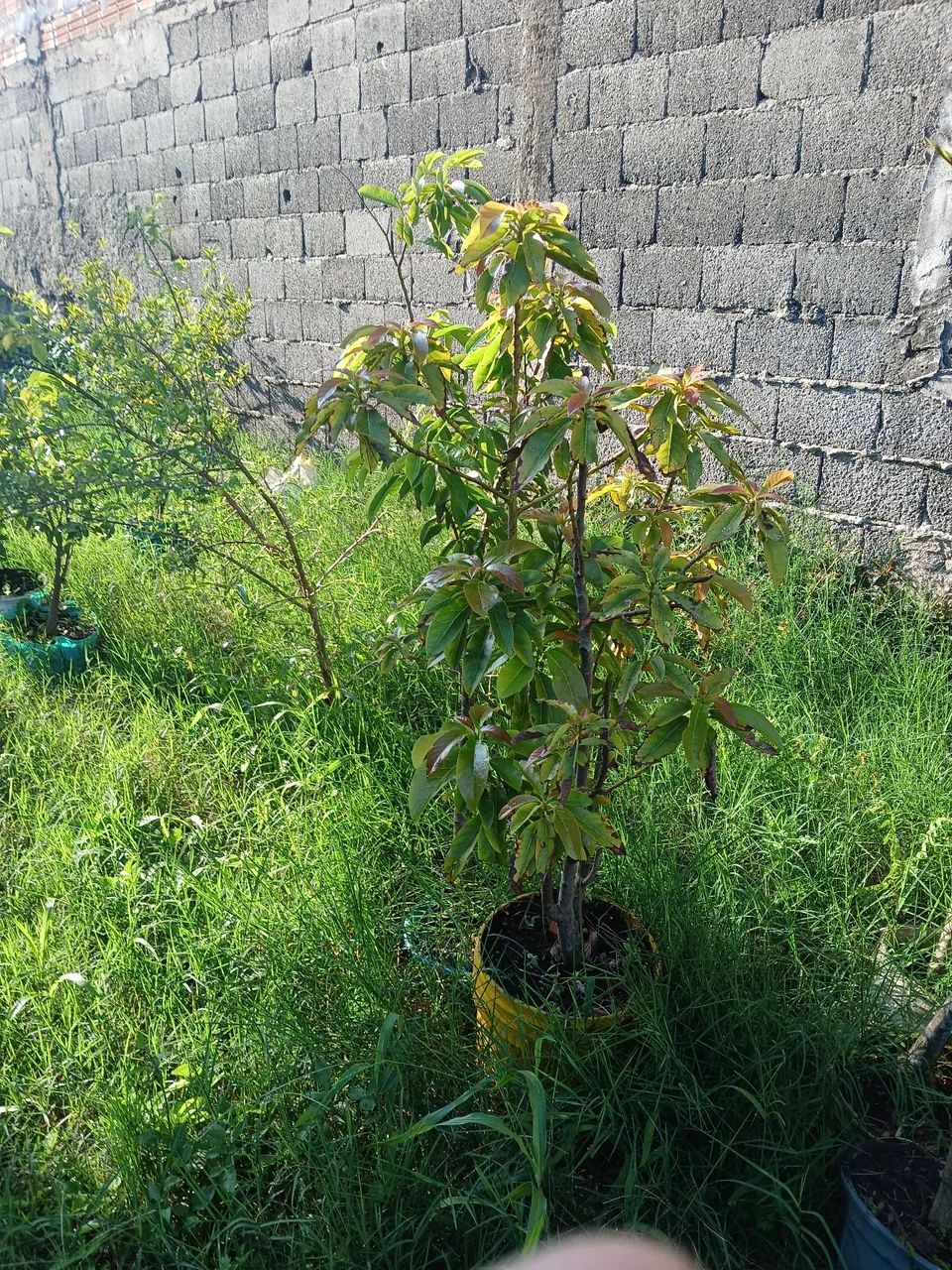 Muda de frutíferas  - Foto 3