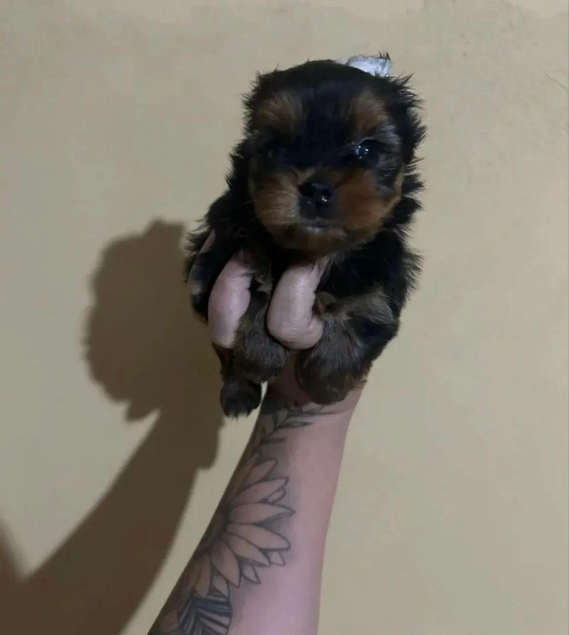 Yorkshire Terrier Bebê