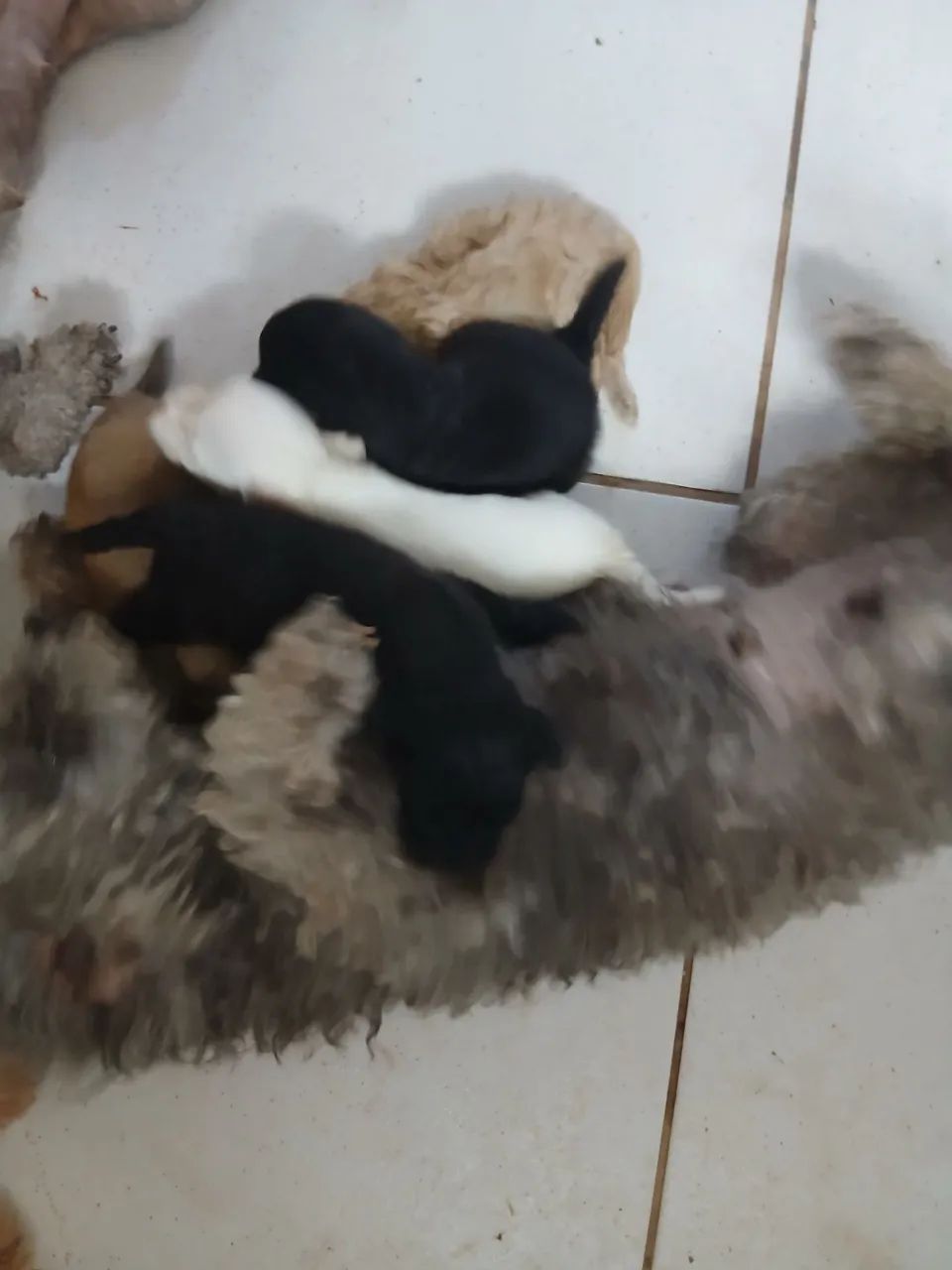 Vendo 