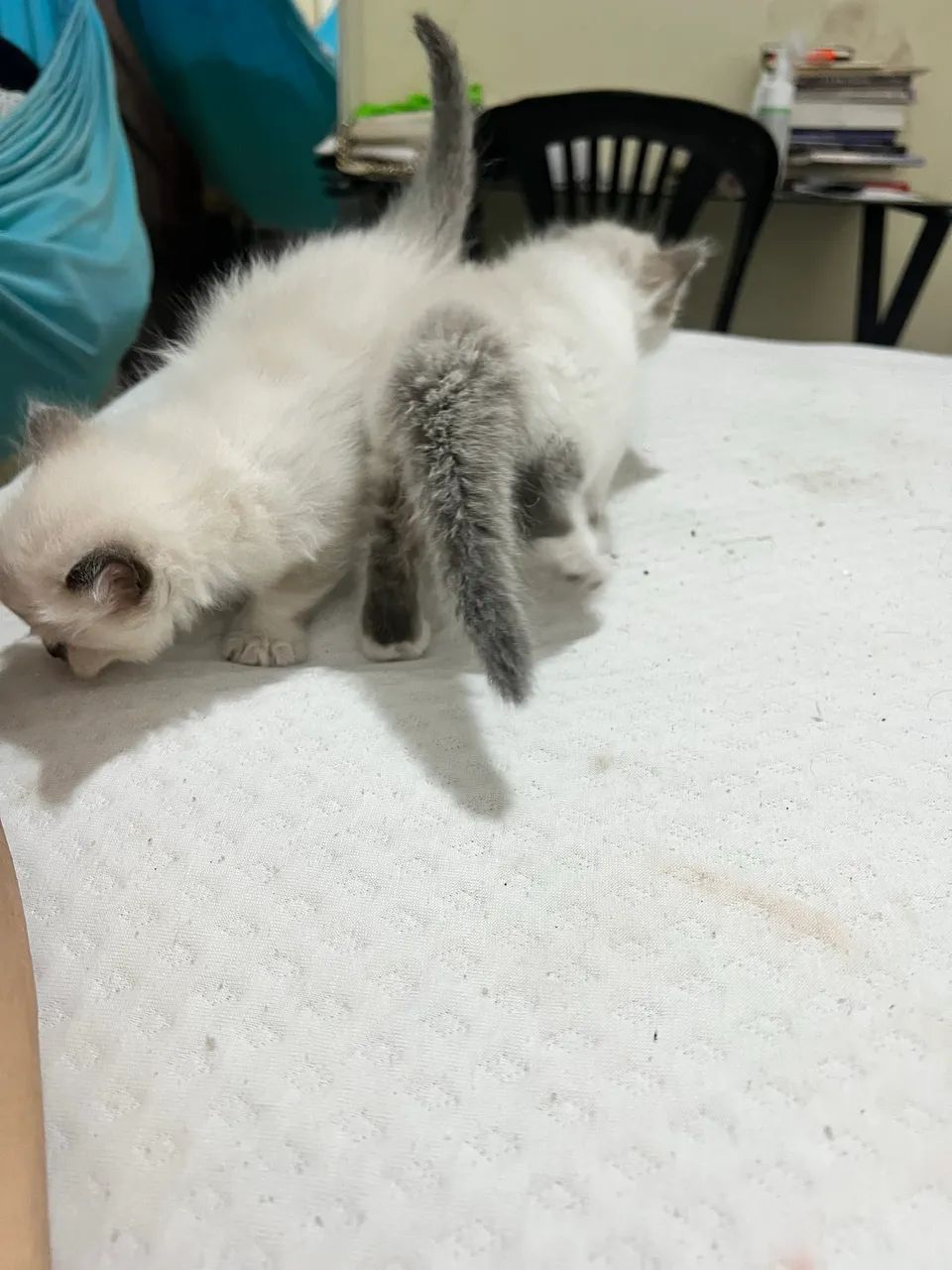 Gatos, Vó PERSA  - Foto 2