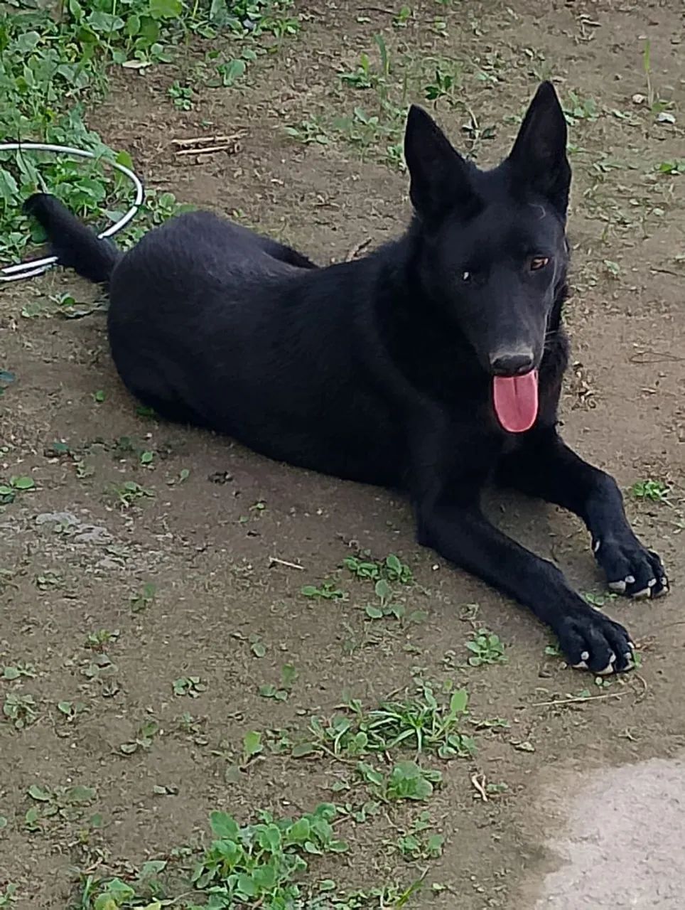 Pastor alemão com Malinois - Foto 3
