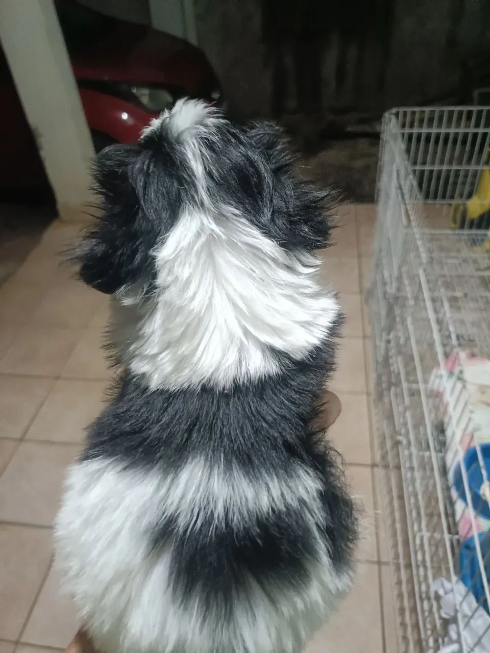 Shitzu macho mini - Foto 2