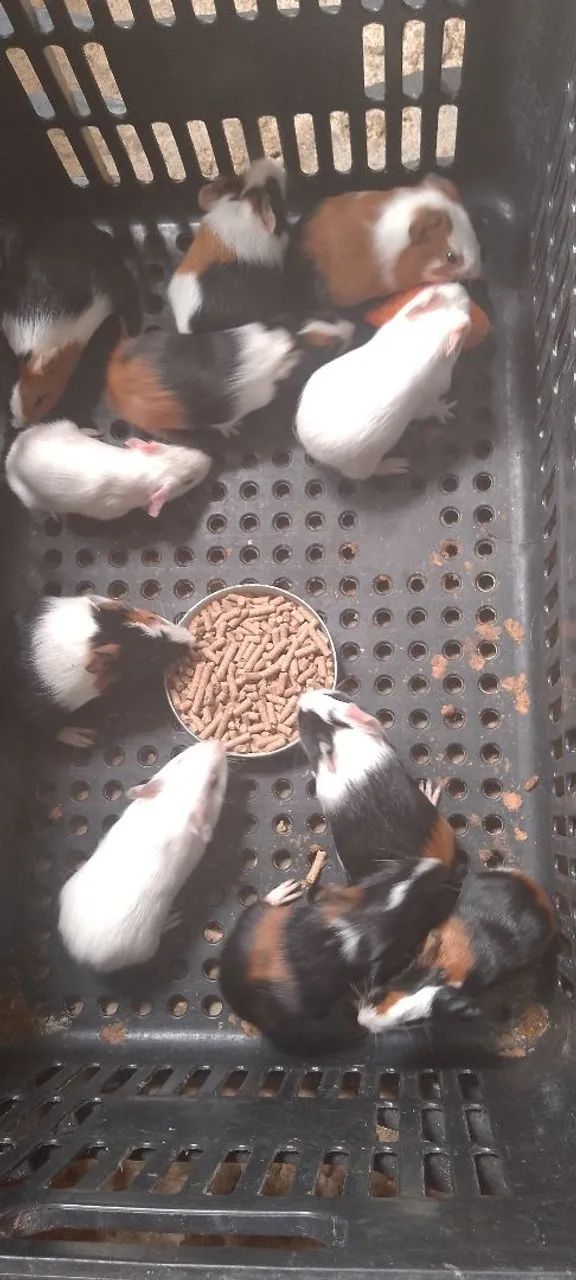 Filhotes porquinho da índia  - Foto 2