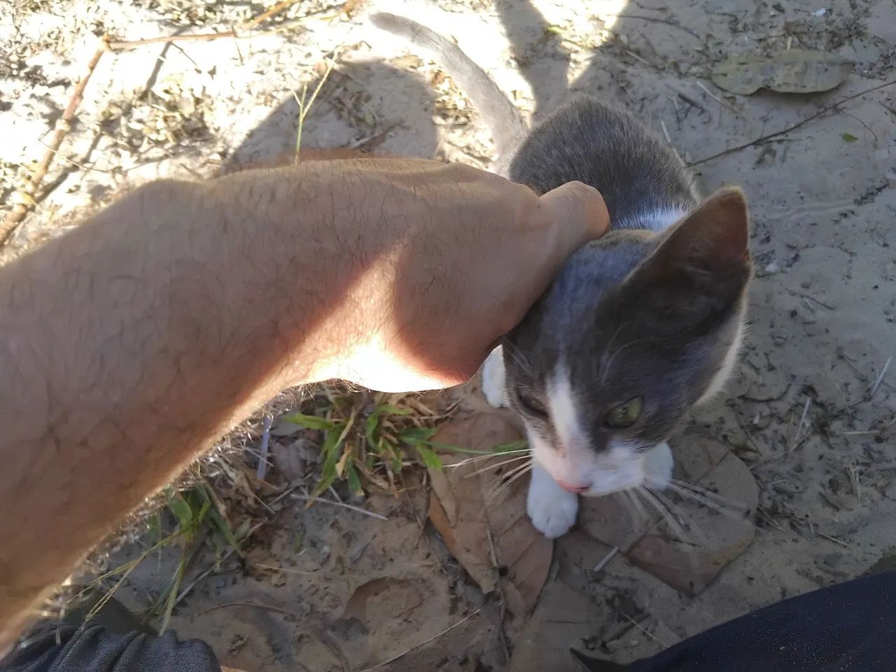 Gatinha linda e danada para adoção responsável  - Foto 4