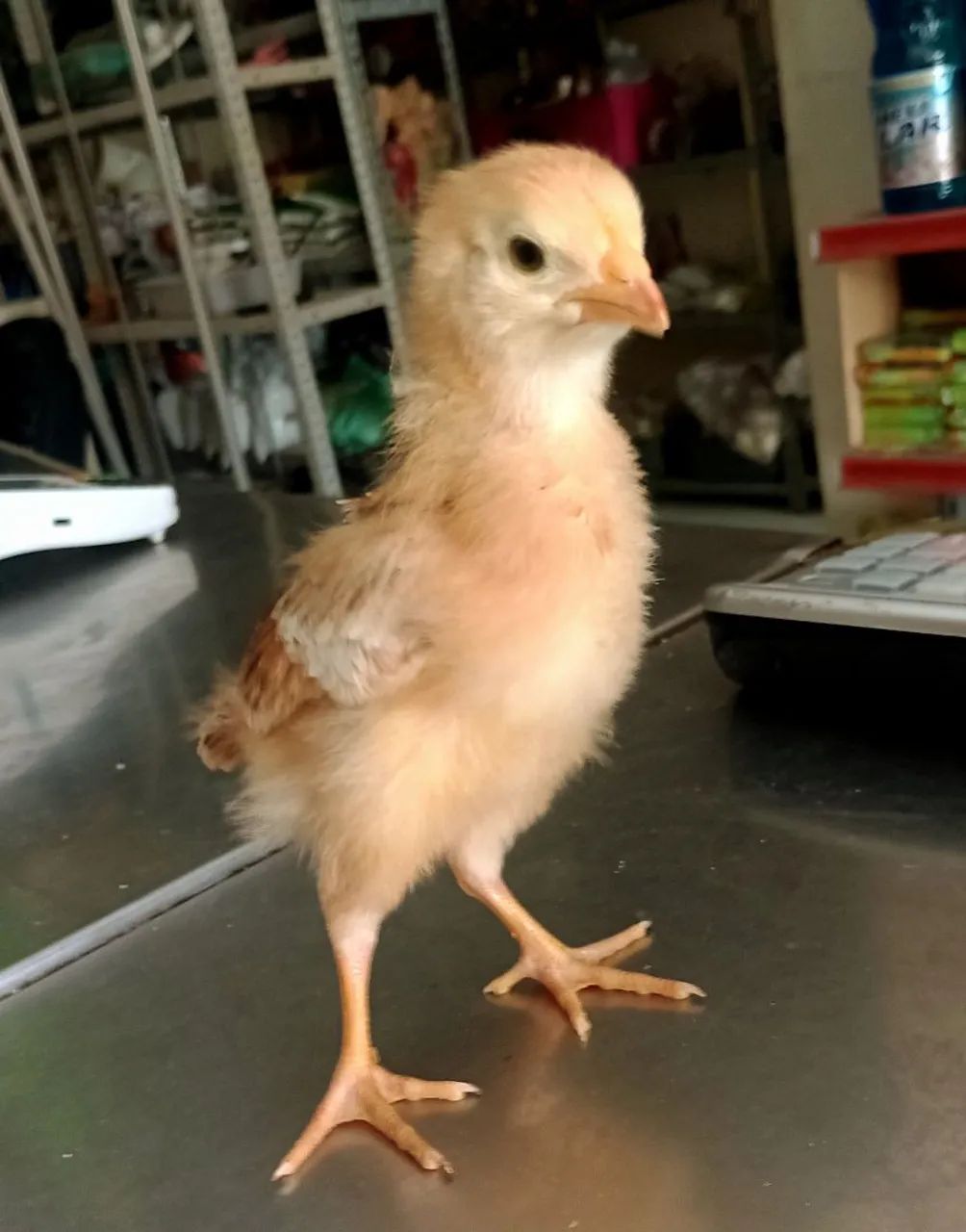 Pintos da raça pesadão 